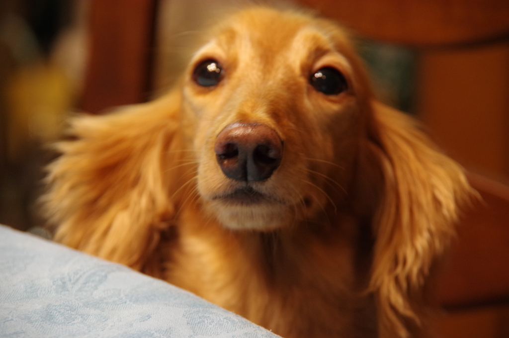 美人（犬）でしょう