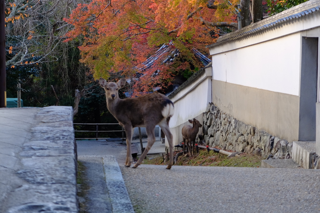 もみじと鹿・・花札(笑)