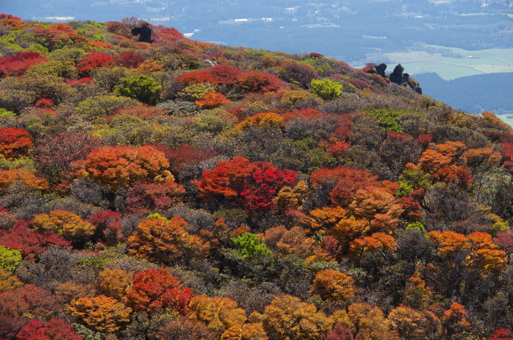 くじゅう・大船山の紅葉