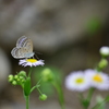 花とちょうちょ