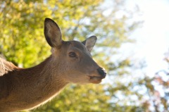 のっそり若ジカの昼下がり