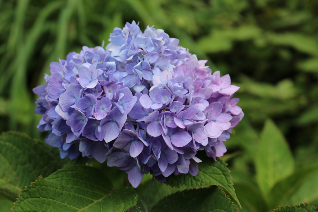 あじさいの花