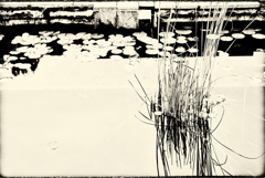 不思議な映り込み