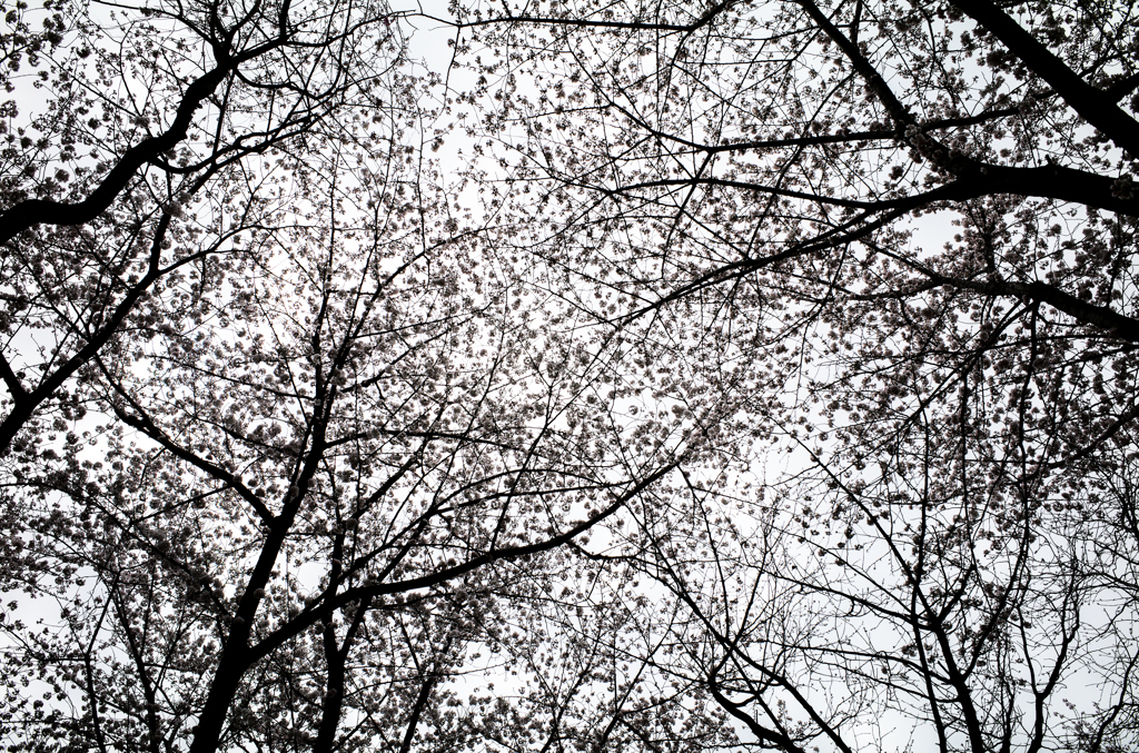 ＳＡＫＵＲＡ