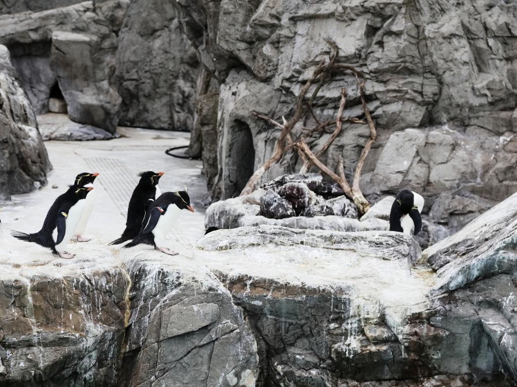 ペンギンのジョナサン