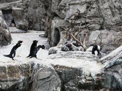 ペンギンのジョナサン