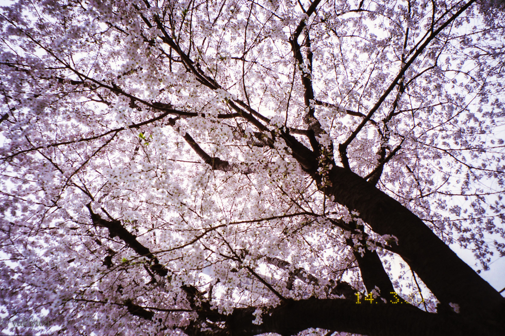 蔵桜