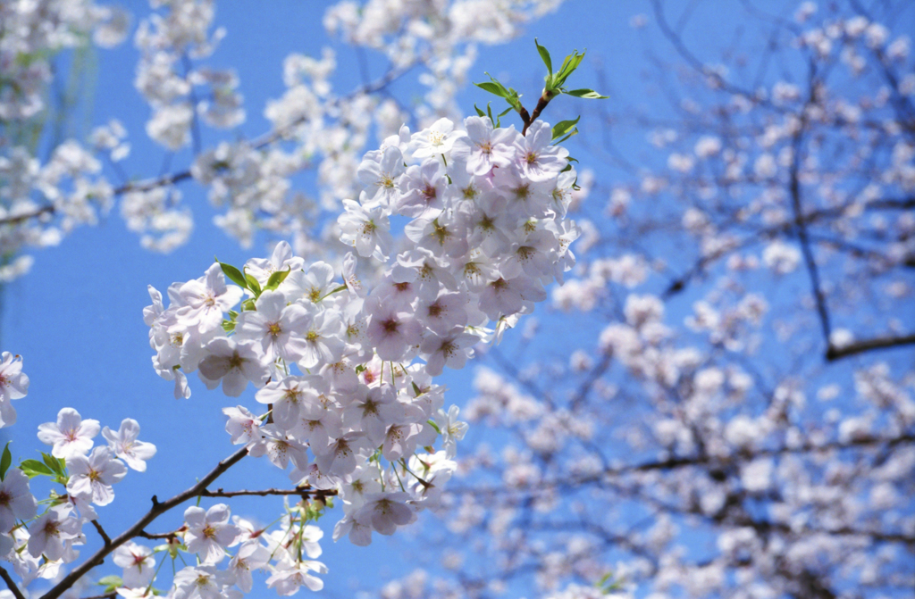 私の桜見　桜よ