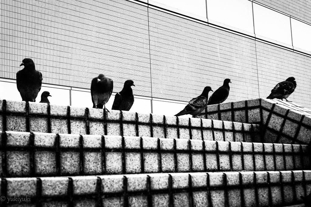 鳥に人気の私