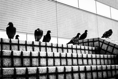 鳥に人気の私