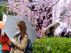 桜の下にて