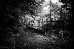 悪魔の森　突如廃屋