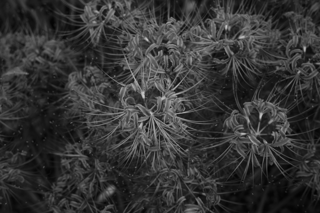 思えば奇妙な存在