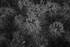 思えば奇妙な存在