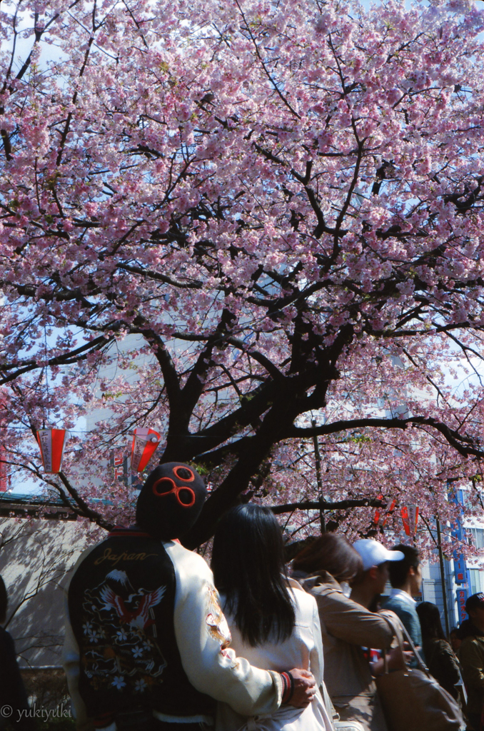 蔵桜　ある愛の詩