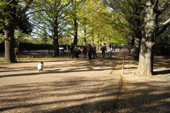 コロボックルが居た午後