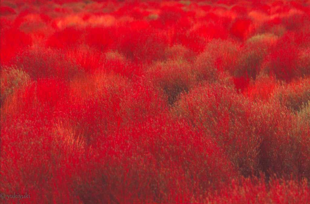 ＲＥＤ