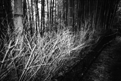 悪魔の森　後悔