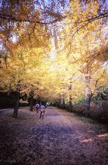 落ち葉とチャリンコ