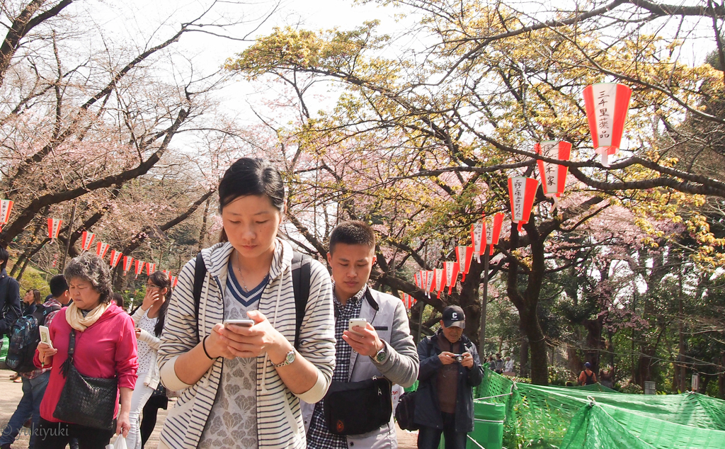 桜をみない人々