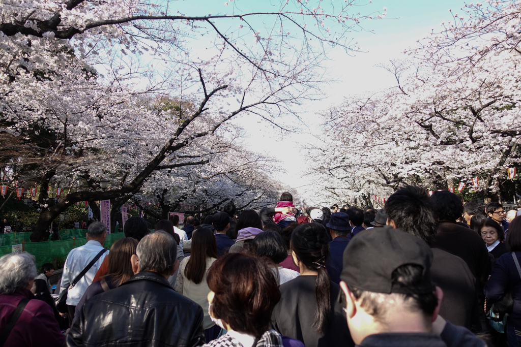 花は桜、人は武士