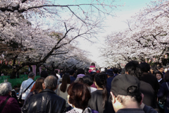 花は桜、人は武士