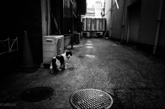 佇んだあいつ