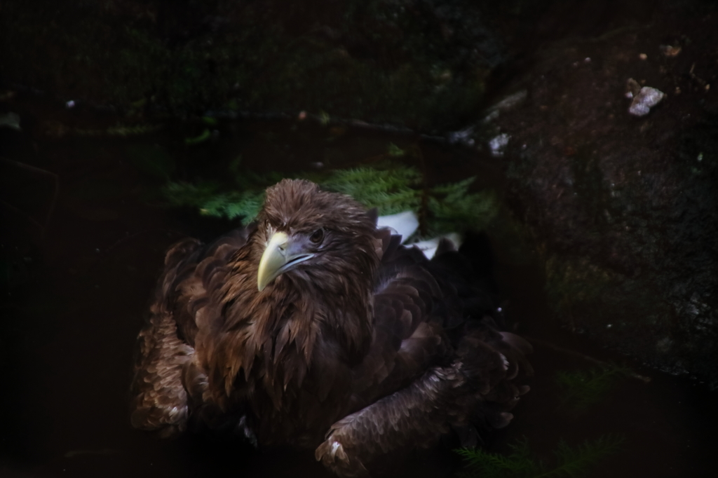 冬なのに水浴びお疲れさん