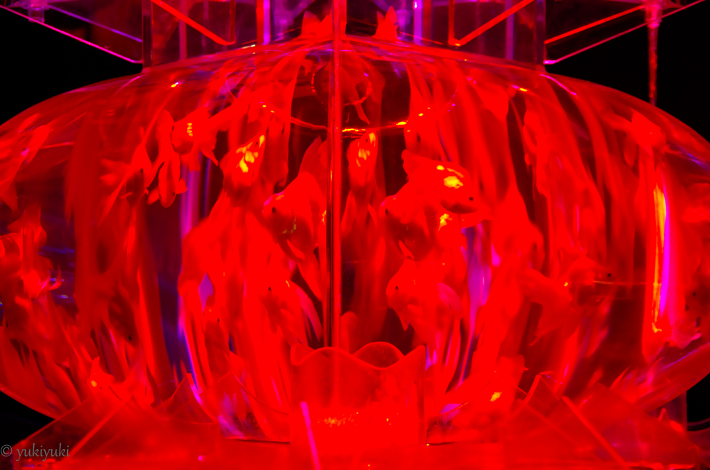 なんとなく金魚　3