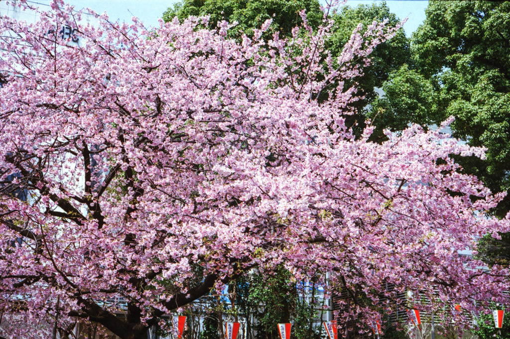 とりあえず桜