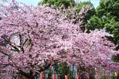 とりあえず桜