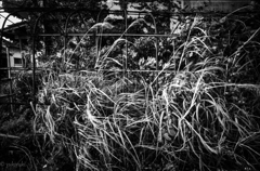 東海物語　モジャモジャ