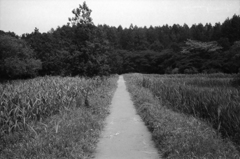 一本道のような人生