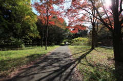 男の背中と紅葉