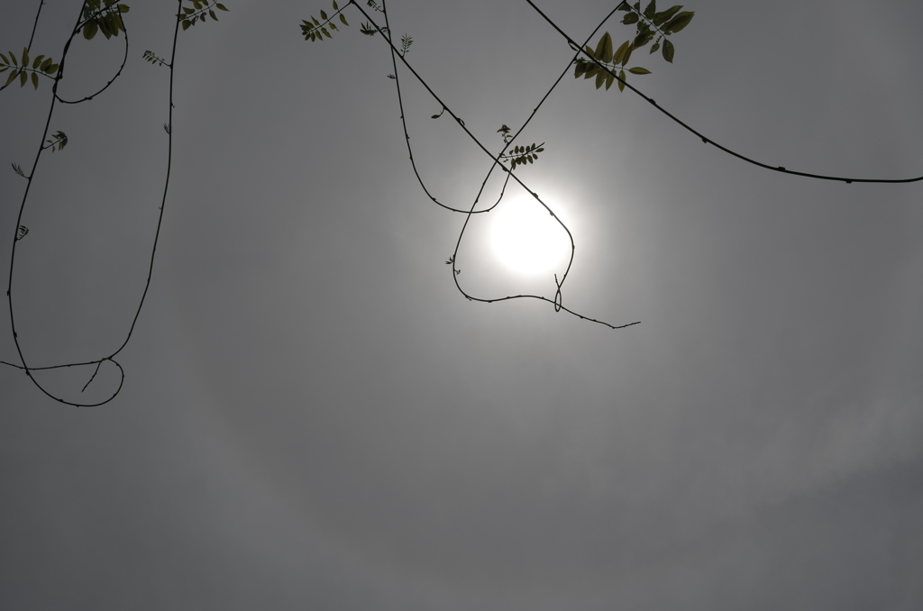 枝は揺れていた