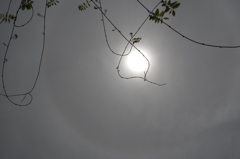 枝は揺れていた