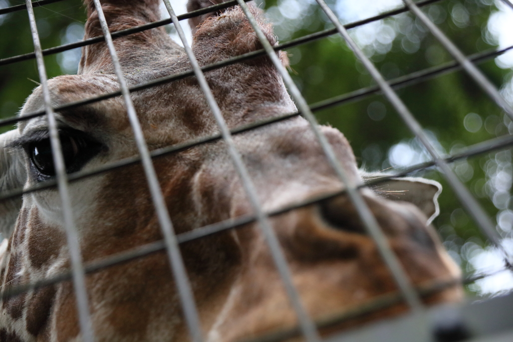 キリンに惚れられた私・・・・楽しい動物園