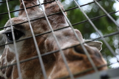 キリンに惚れられた私・・・・楽しい動物園