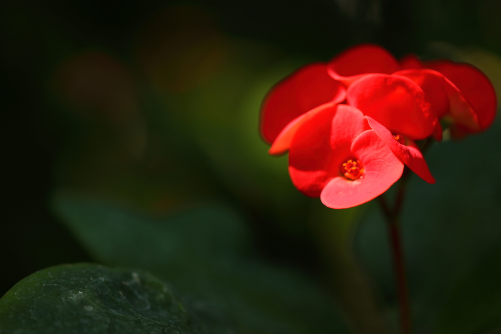ゆきゆきマクロ　ニョッキリ