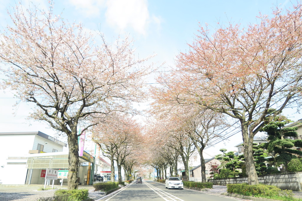 残桜