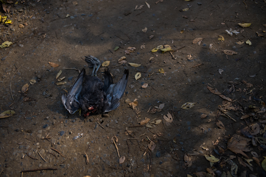 Ｍ10試写　閲覧注意