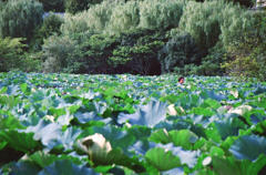 母さん僕のあの麦わら帽子あきらめました