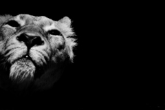 ライオン物語　ＮＯ１