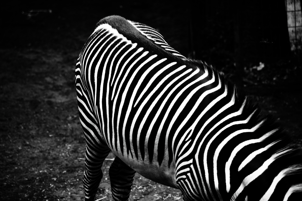 最もモノクロの似合うあいつ