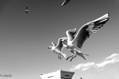 鳥に人気の私　3