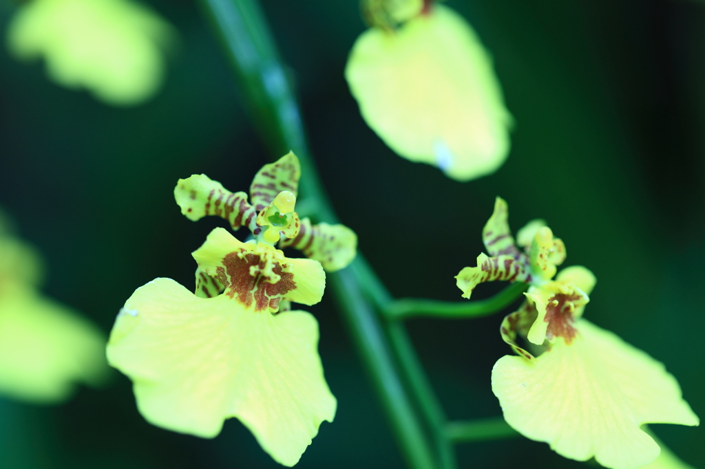 ダンシングオールナイト