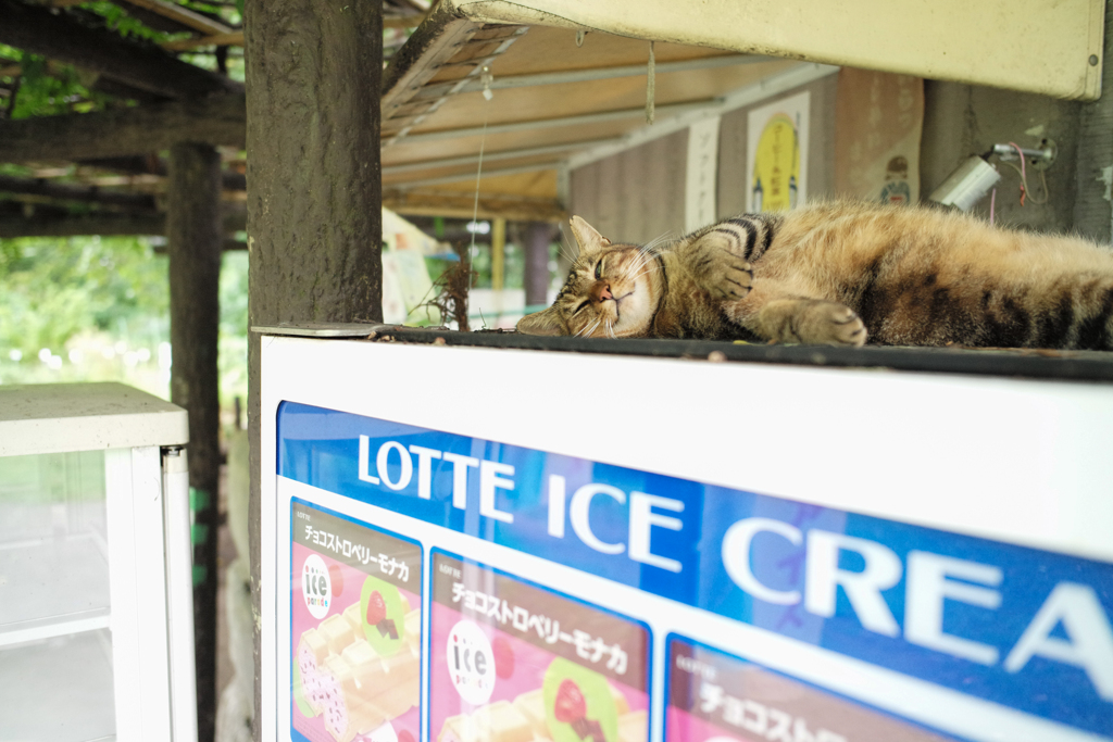 自販機の上はパラダイス