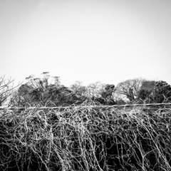 モジャモジャフェチ