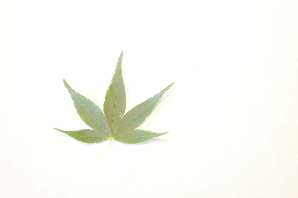 俺は葉っぱ