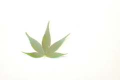 俺は葉っぱ
